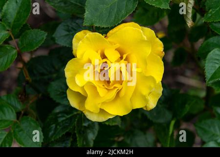 Rose 'Korlillub' (rosa) eine gelbe mehrjährige Frühling Sommer Herbst Blume Strauch bekannt als 'Lichtkonigin Lucia', Stock Foto Bild Stockfoto