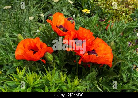 Orientalischer Mohn (papaver orientale) eine im Frühling blühende Sommerpflanze mit einer rot orangefarbenen Frühlingsblume, Stockfoto Stockfoto