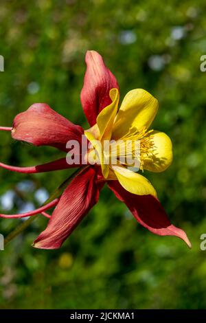 Aquilegia 'Crimson Star' eine im Frühling blühende Sommerpflanze mit einer roten und gelben Sommerblume, die gemeinhin als Columbine bekannt ist, Stock-Foto-Bild Stockfoto