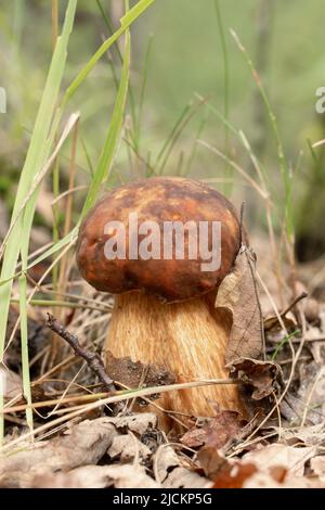 Schönes Penny Bun, cep (Boletus edulis) Pilz auf dem Wald Stockfoto