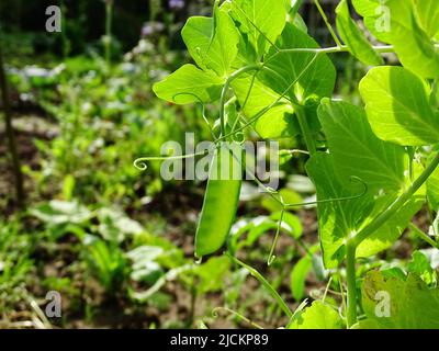 Nahaufnahme einer Erbsenschote ( Pisum sativum var. saccharatum), die auf der Pflanze mit anderen Pflanzen aus dem Gemüsegarten im Hintergrund hängt Stockfoto