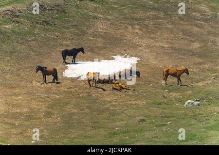 Blick auf Pferde auf der Wiese in Kazbegi, Georgien. Ökologische Rasse, natürlich. Hochwertige Fotos Stockfoto