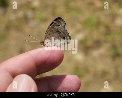 Blauer Stiefmütterchen-Schmetterling auf menschlichem Finger und Hand mit natürlichem braunen Hintergrund Stockfoto