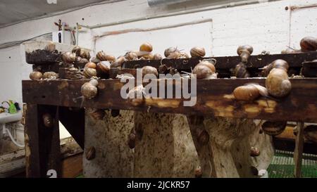 Schneckenzucht. Brutstock, Mutterstock Nahaufnahme. Bruttiere für die Zucht und das Schlüpfen von Schnecken. Schneckenfarm. In der Industrie wachsende essbare Schnecken auf dem Bauernhof. Farm für den Anbau von essbaren Schnecken für Lebensmittel. Zucht Stockfoto