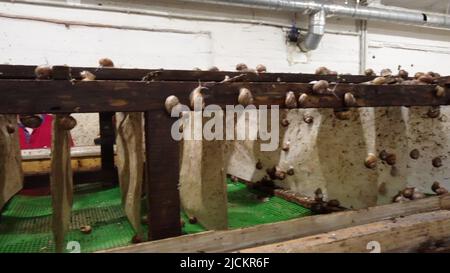 Schneckenzucht. Brutstock, Mutterstock Nahaufnahme. Bruttiere für die Zucht und das Schlüpfen von Schnecken. Schneckenfarm. In der Industrie wachsende essbare Schnecken auf dem Bauernhof. Farm für den Anbau von essbaren Schnecken für Lebensmittel. Zucht Stockfoto