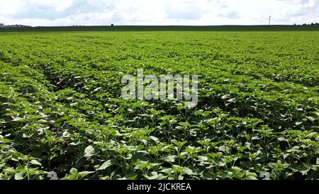 Sehen Sie helle, sehr grüne junge Sonnenblumensprossen an sonnigen Tagen. Landwirtschaftliche Flächen im Frühling Sommer. Landwirtschaftlicher natürlicher Hintergrund. Felder zuschneiden. Ländliche Landschaft Stockfoto