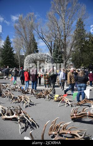 Jackson, WY. USA. 5/21/2022. Boy Scouts of America: Jährliche Auktion von Elch- und Elchgeweih plus Bisons-Schädel. Startpreis pro Pfund 18 US-Dollar. Stockfoto