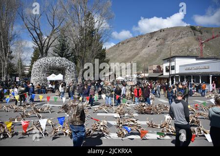 Jackson, WY. USA. 5/21/2022. Boy Scouts of America: Jährliche Auktion von Elch- und Elchgeweih plus Bisons-Schädel. Startpreis pro Pfund 18 US-Dollar. Stockfoto