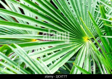 Die Zweige einer tropischen Livistona rotundifolia Palme aus der Nähe. Grüne Blätter, strukturierter und gestreifter Hintergrund. Stockfoto