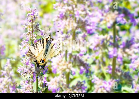 Nahaufnahme Schmetterling Iphiclides podalirius mit Flügeln mit einem Muster auf einer Fliederblume, Gartenpflanze an sonnigen Tag. Sommer fliegende Insekten trinken Nektar. Stockfoto