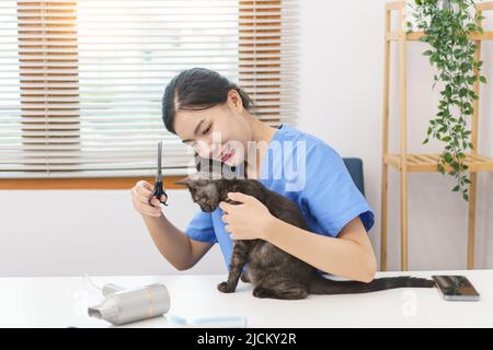 PET Salon Konzept, weibliche Tierärztin mit einer Schere, um Fell der Katze im Salon zu trimmen. Stockfoto