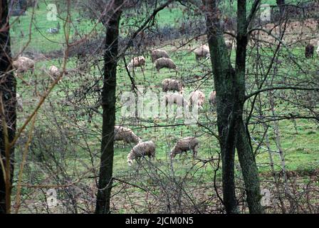 Schafe weiden, Haustiere Thema Stockfoto