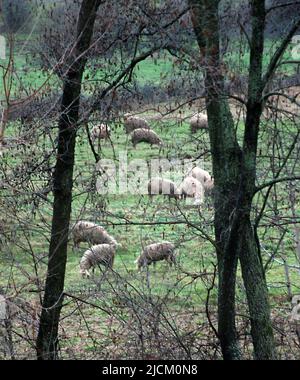 Schafe weiden, Haustiere Thema Stockfoto