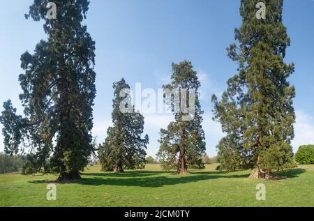 Das lebende Denkmal des Wellingtonia-Baumes, das Duke of Wellington in Großbritannien um die 1900 von wohlhabenden Victorianern gepflanzt hat, um die Landschaft der großen britischen Anwesen zu schmücken Stockfoto