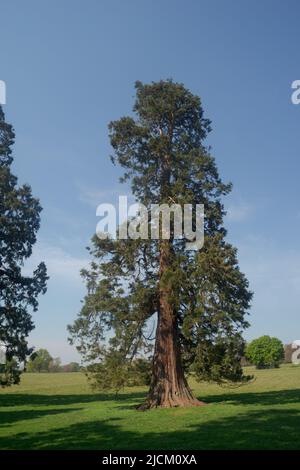 Das lebende Denkmal des Wellingtonia-Baumes, das Duke of Wellington in Großbritannien um die 1900 von wohlhabenden Victorianern gepflanzt hat, um die Landschaft der großen britischen Anwesen zu schmücken Stockfoto