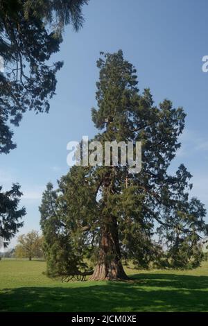 Das lebende Denkmal des Wellingtonia-Baumes, das Duke of Wellington in Großbritannien um die 1900 von wohlhabenden Victorianern gepflanzt hat, um die Landschaft der großen britischen Anwesen zu schmücken Stockfoto