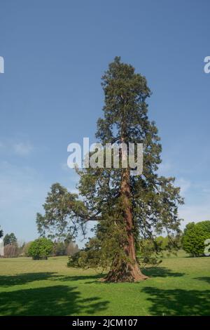 Das lebende Denkmal des Wellingtonia-Baumes, das Duke of Wellington in Großbritannien um die 1900 von wohlhabenden Victorianern gepflanzt hat, um die Landschaft der großen britischen Anwesen zu schmücken Stockfoto