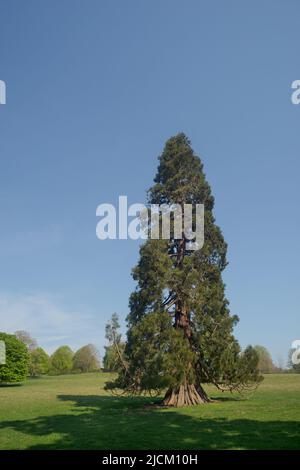 Das lebende Denkmal des Wellingtonia-Baumes, das Duke of Wellington in Großbritannien um die 1900 von wohlhabenden Victorianern gepflanzt hat, um die Landschaft der großen britischen Anwesen zu schmücken Stockfoto