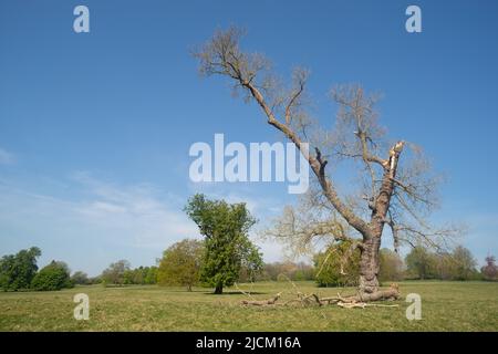 Reife alte Gemeine Eiche, Quercus robur, von starken Winden des Sturms Eunice abgefallen, Feb 18. 2022 Stockfoto