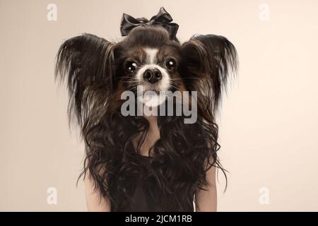 Fantastisch aufgeregt Frau mit Hund Kopf Blick überrascht Kamera isoliert auf grauem Hintergrund. Vergleich von Kunst, Surrealismus, Schönheit und Stockfoto