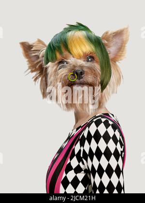 Fantastisch aufgeregt Frau mit Hund Kopf Blick überrascht Kamera isoliert auf grauem Hintergrund. Vergleich von Kunst, Surrealismus, Schönheit und Stockfoto