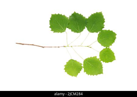 Europäische Espe (Populus tremula) junge grüne Blätter isolieren, schneiden Pfad, keine Schatten. Zweig mit gegossenen gemeinsamen Espenisolat. Stockfoto