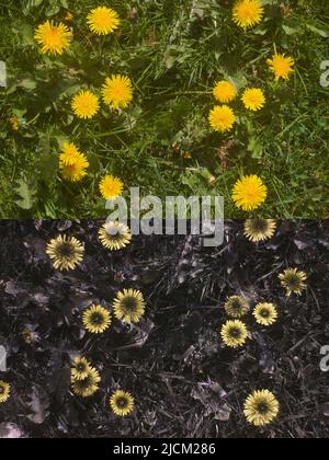 Vergleich der möglichen Bieneninsekten Vision in verschiedenen Teilen sichtbares Spektrum & umreißt 365nm UV-Signaturen 2 führen Insekten Dandelion T officinale Stockfoto