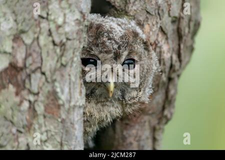 Junges Junges die Waldkauze oder Braunkauze (Strix aluco) schaut vorsichtig aus dem Loch in einem Baum im Wald von Gelderland in den Niederlanden. Stockfoto