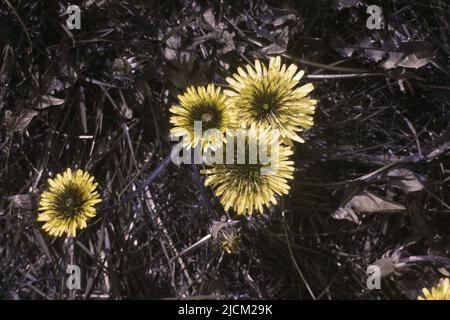 Vergleich der möglichen Bieneninsekten Vision in verschiedenen Teilen sichtbares Spektrum & umreißt 365nm UV-Signaturen 2 führen Insekten Dandelion T officinale Stockfoto