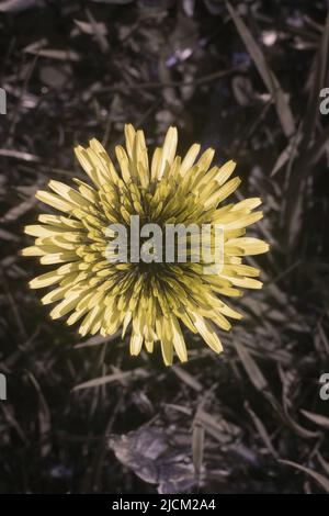 Vergleich der möglichen Bieneninsekten Vision in verschiedenen Teilen sichtbares Spektrum & umreißt 365nm UV-Signaturen 2 führen Insekten Dandelion T officinale Stockfoto