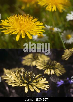 Vergleich der möglichen Bieneninsekten Vision in verschiedenen Teilen sichtbares Spektrum & umreißt 365nm UV-Signaturen 2 führen Insekten Dandelion T officinale Stockfoto