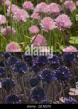 Vergleich der möglichen Bieneninsekten Vision in verschiedenen Teilen sichtbares Spektrum & umreißt 365nm UV-Signaturen Hummeln Schnittlauch Allium schoenoprasum Stockfoto