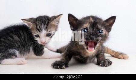 Porträt von zwei kleinen und mongrel Kätzchen auf weißem Hintergrund Stockfoto