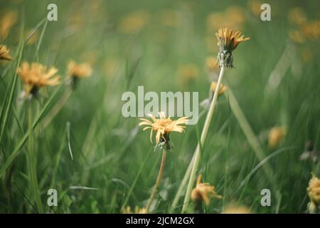 Gelb leuchtend blüht der Dandelion auf dem Hintergrund der grünen Wiesen. Frühling und Sommer Hintergrund Stockfoto