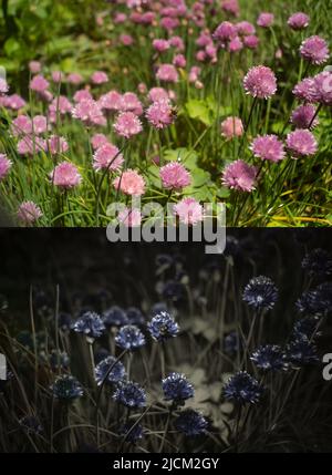 Vergleich der möglichen Bieneninsekten Vision in verschiedenen Teilen sichtbares Spektrum & umreißt 365nm UV-Signaturen Hummeln Schnittlauch Allium schoenoprasum Stockfoto