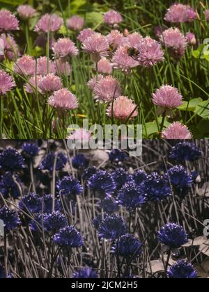 Vergleich der möglichen Bieneninsekten Vision in verschiedenen Teilen sichtbares Spektrum & umreißt 365nm UV-Signaturen Hummeln Schnittlauch Allium schoenoprasum Stockfoto