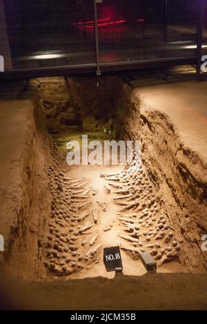 Terrakotta-Gegenstände, wie Figuren von Menschen, Kriegern, militärischer Hardware, Und Vieh einschließlich Pferde und Nutztiere, die in alten Gruben ausgestellt wurden, die im Grabhügel im Han Yang Ling Mausoleum (oder dem Yang Ling Mausoleum von Han), dem Mausoleum von Kaiser Jing, dem sechsten Kaiser der westlichen Han Dynastie und seiner Kaiserin Wang, unter der Erde ausgegraben wurden. XI'an. China. VRC. (125) Stockfoto