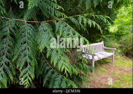 Der Park von Schloss Harcourt ist die Heimat von Frankreich ältesten Arboretum mit einer Amazin Sammlung von Bäumen aus der ganzen Welt Stockfoto