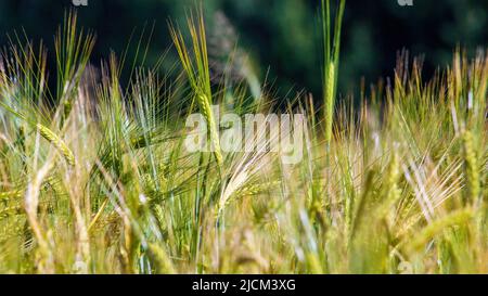 Roggen. Stacheletts von Getreidepflanzen in Nahaufnahme. Hintergrundbild Stockfoto