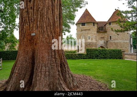 Der Park von Schloss Harcourt ist die Heimat von Frankreich ältesten Arboretum mit einer Amazin Sammlung von Bäumen aus der ganzen Welt Stockfoto