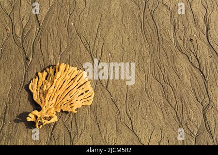 Ein fächerförmiger Schwamm, der am Strand liegt. Die sich zurückziehende Flut hat flussähnliche Muster im Sand hinterlassen Stockfoto