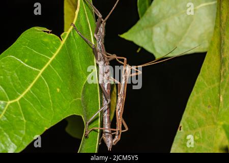 Südliche zweigestreifte Wanderstöcke - Anisomorpha buprestoides Stockfoto