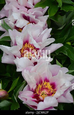 Drei wunderschöne pinkfarbene Pfingstrosen Stockfoto