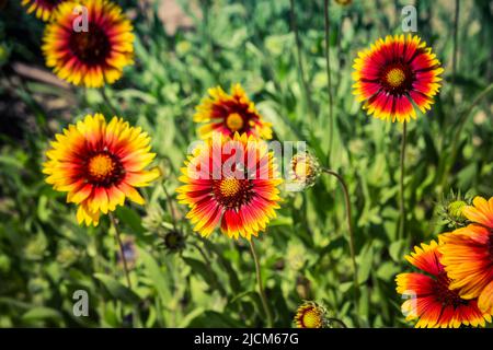 Rote und gelbe Blüten auf grünem Hintergrund Stockfoto