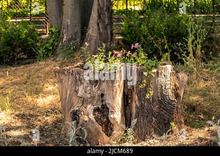 Zwei alte Baumstümpfe gefüllt mit Zierpflanzen in einem öffentlichen Park Stockfoto