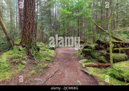 Wanderweg in einem lebendigen Wald mit grünen Bäumen. Stockfoto