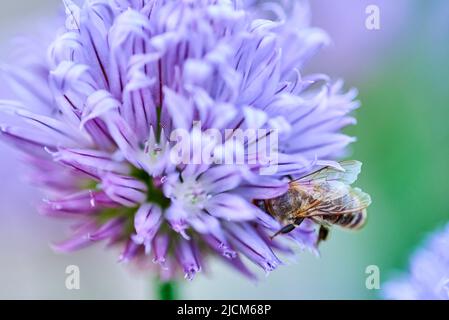 Biene sammelt Pollen auf einer Knoblauchblume, Nahaufnahme. Stockfoto