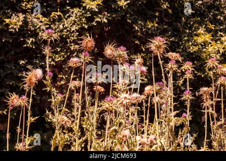 Nahaufnahme der violetten Blume von silybum marianum auf dunklem Hintergrund Stockfoto