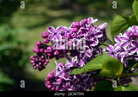 Violette/weiße Blumen, Syringa Vulgaris 'Sensation' (gemeiner Flieder) Baum im National Memorial Arboretum, Staffordshire, England, Großbritannien. Stockfoto