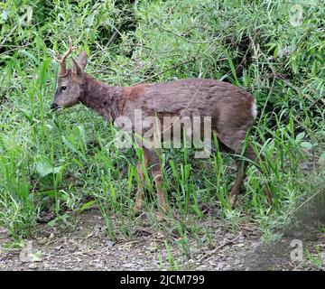 Ein Hirsch (Capreolus capreolus)-Bock (männlich), der an einem Flussufer füttert. Stockfoto